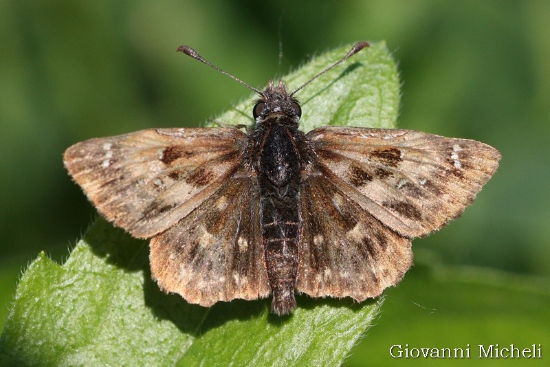 Erynnis tages rovinato? No, Carcharodus alceae, Hesperiidae